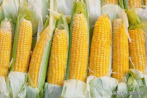 玉米视频国产二代,创新科技引领农业发展新篇章
