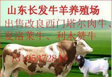 国产种公牛图片视频,传承与创新并重的畜牧业新篇章