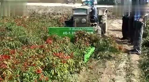 国产辣椒收割机视频,革新农业，助力辣椒产业高效发展