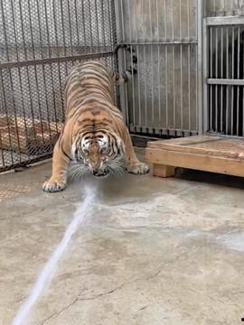 抖音搜索国产老虎视频,抖音热门视频带你领略国宝魅力