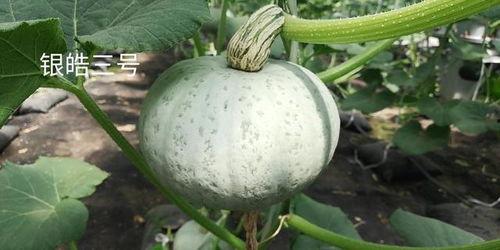 南瓜视频只有国产,国货之光，引领短视频新潮流